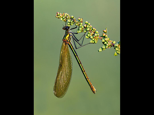 FemaleBandedDemoiselleOnSeedhead.jpg